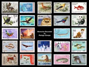 Peitto valokuvakollaasi